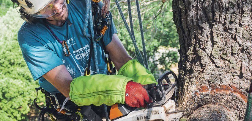 Кронирование деревьев альпинистами, услуги арбориста в Киеве