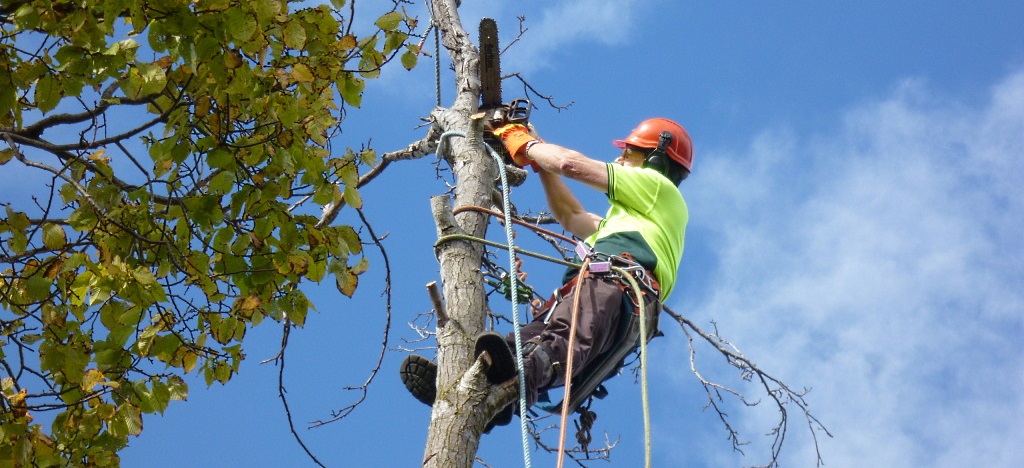 Удаление аварийных и старых деревьев альпинистами  в Киеве